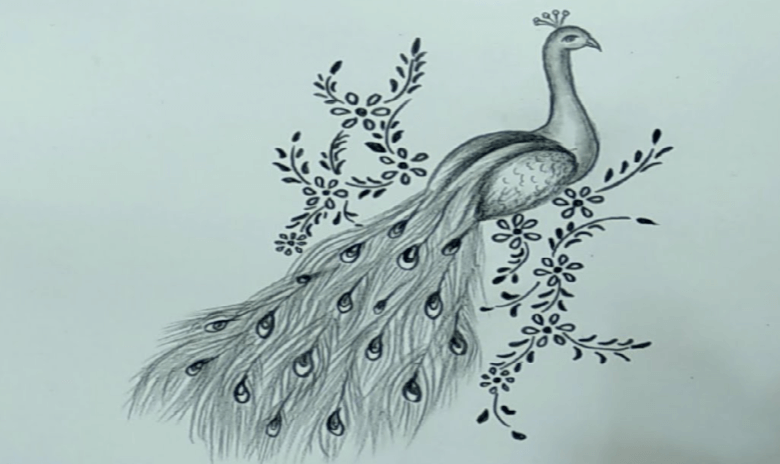 Beautiful:0bw4om9kzng= How to Draw a Peacock