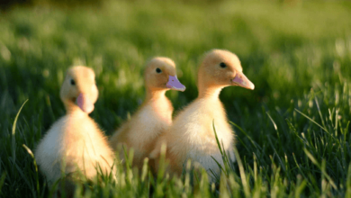 Cute:Mq1dy-Nnlwa= Duck