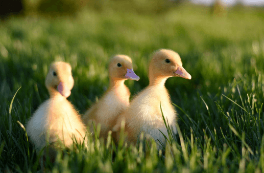 Cute:Mq1dy-Nnlwa= Duck