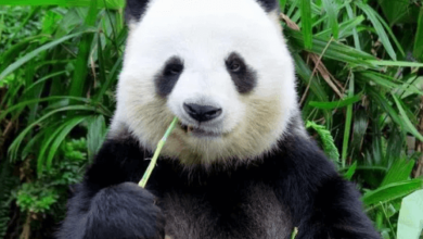 Cute:Xrdp1hlwwai= Panda