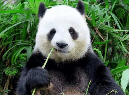 Cute:Xrdp1hlwwai= Panda