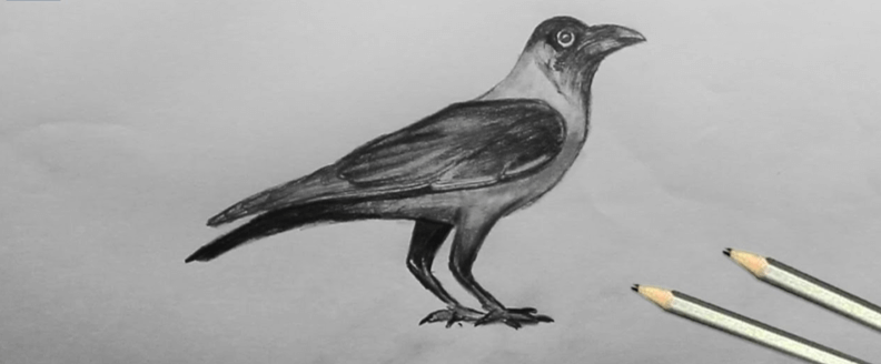 Drawing:4_Kaldny_2q= Crow