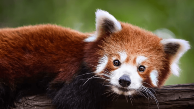 Baby:5b9rxgeycnu= Red Pandas