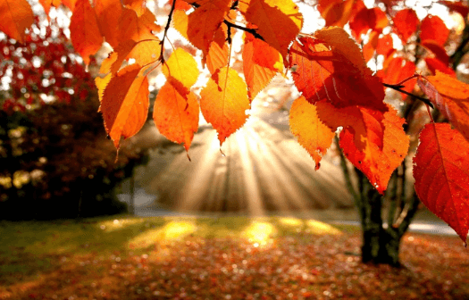 Clipart:5oesxuispmg= Autumn Leaves