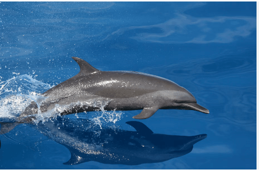 Baby:755ofroani4= Dolphins