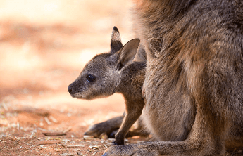 Baby:96j0_M_-Jr0= Kangaroo