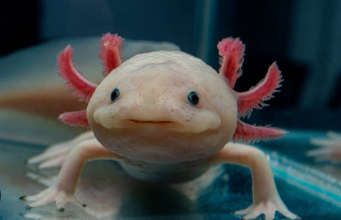 Baby:105ueu_Oipq= Axolotl Pet