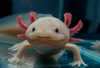 Baby:105ueu_Oipq= Axolotl Pet