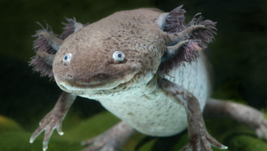 Baby:105ueu_Oipq= Axolotl Pet