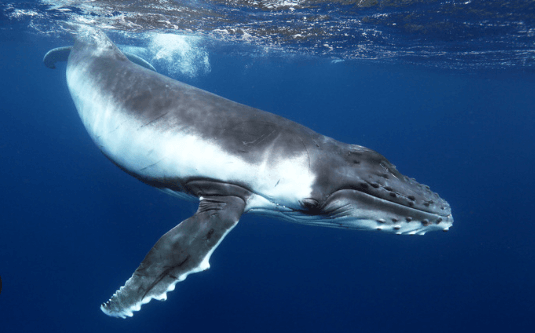 Clipart:2f8onjuob-4= Whale