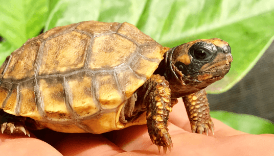 Cute:Avcuk1fbj54= Turtle