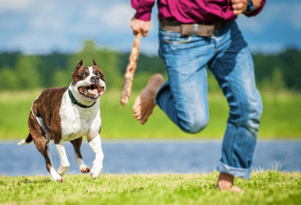 How to Choose the Best Dog Bite Lawyer for Your Case