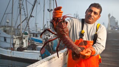 44 Lb Largest Lobster Ever Caught