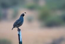 guide to 0 6 450w lamp