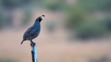 guide to 0 6 450w lamp